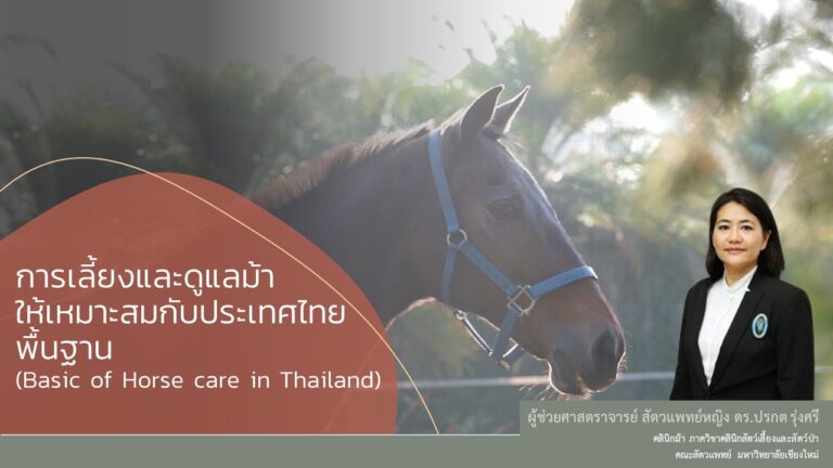 CMU0005 การเลี้ยงและดูแลม้าให้เหมาะสมกับประเทศไทยพื้นฐาน (The basic of horse in Thailand Basic)